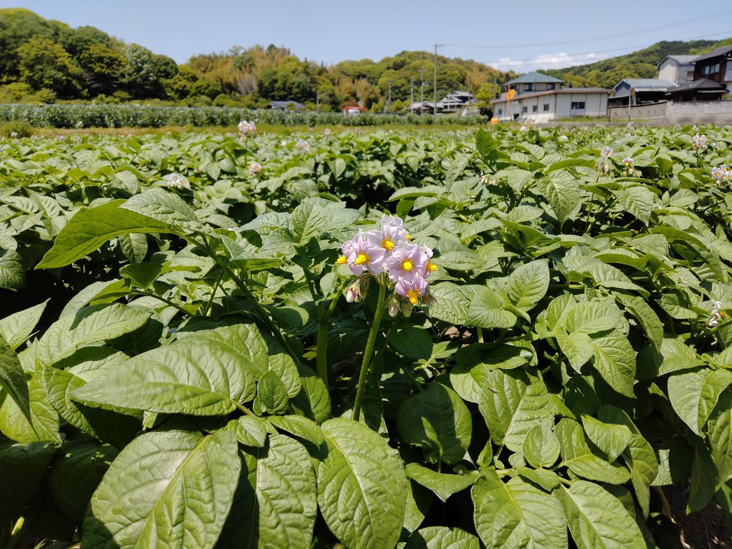 ひらのうえん芽吹き②
